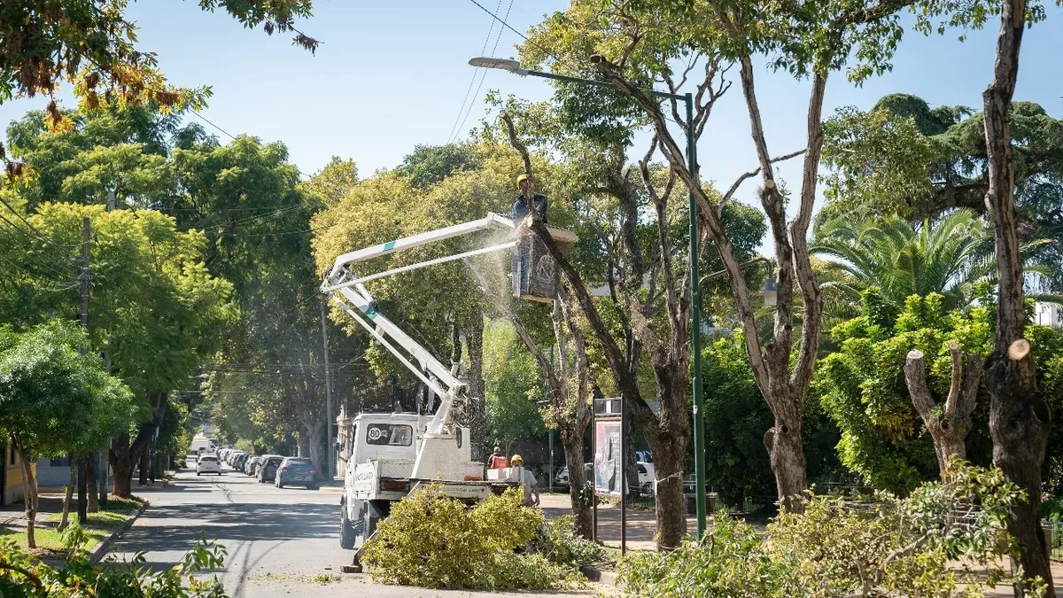 MANTENIMIENTO INTEGRAL DE ARBOLADO PÚBLICO – SAN ISIDRO